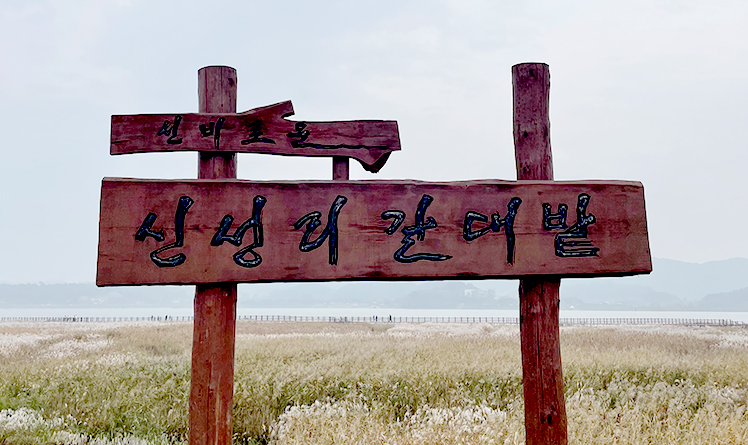 신성리 갈대밭
