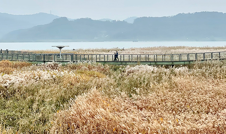 신성리 갈대밭